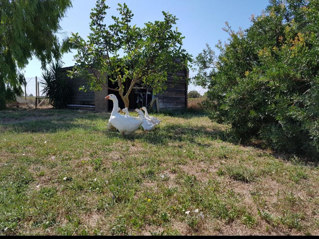 Salento Lapezzaaculuri Villa Guagnano Buitenkant foto